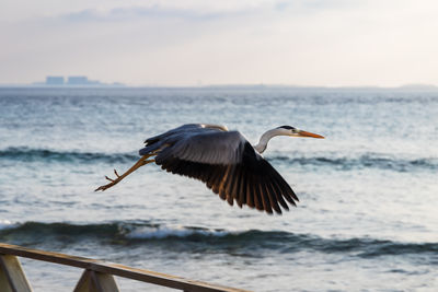 Bird flying over sea against sky