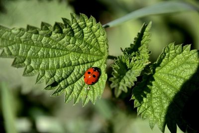 Ladybug on green 