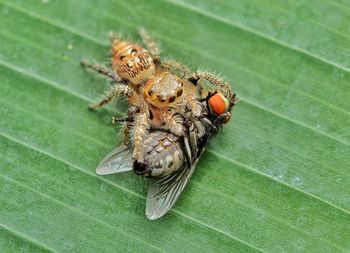 High angle view of spider and its prey on leaf