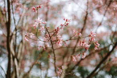 Close-up of cherry blossom tree