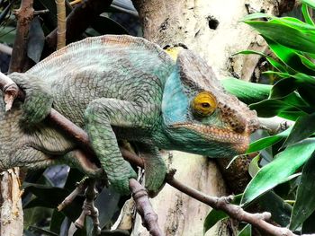 Close-up of a lizard on tree