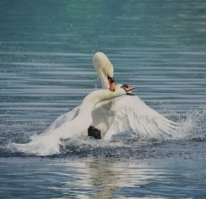 View of swan swimming in lake