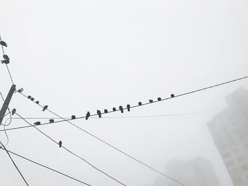 Low angle view of birds perching on cable