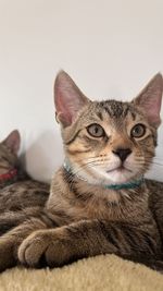 Close-up of cat