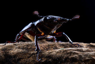 Close-up of insect on rock