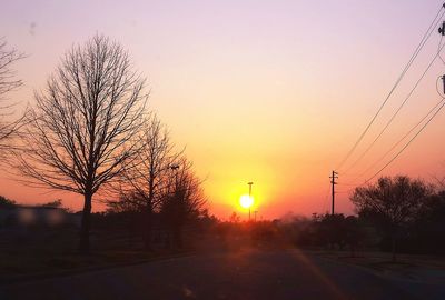 Bare trees at sunset