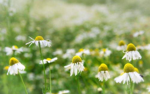 Close-up of white flowering plants on field