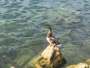 Bird perching on lake