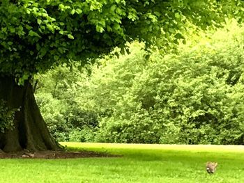 Trees in lawn