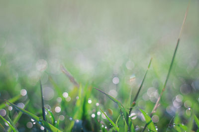 Close-up of raindrops on grass