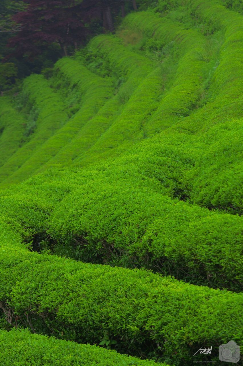 green color, growth, nature, full frame, beauty in nature, backgrounds, tranquility, lush foliage, green, field, plant, high angle view, tranquil scene, grass, scenics, no people, outdoors, day, landscape, agriculture