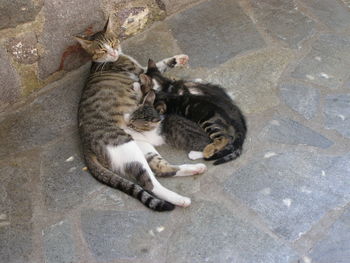 High angle view of cat feeding kittens on footpath