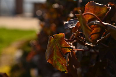 Close-up of autumn leaf