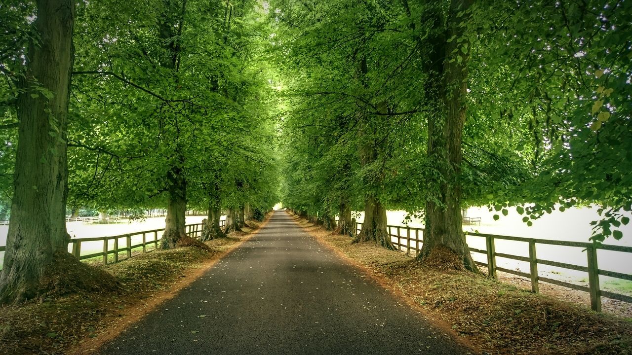 the way forward, tree, diminishing perspective, vanishing point, treelined, tranquility, growth, nature, road, tranquil scene, long, footpath, empty, tree trunk, green color, empty road, beauty in nature, day, walkway, outdoors, no people, narrow, scenics, idyllic, sky, lush foliage, non-urban scene