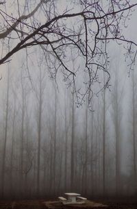 Bare trees against sky