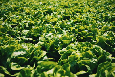 Full frame shot of green leaves 