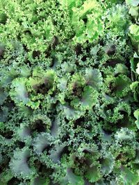 Full frame shot of plants