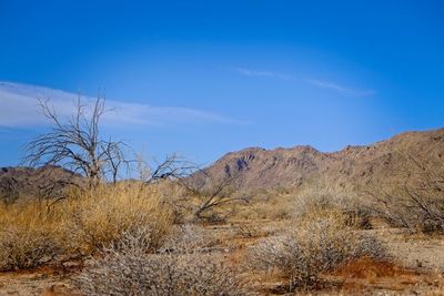 Scenic view of landscape against blue sky