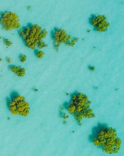 High angle view of plants and blue sea