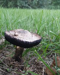 High angle view of mushroom growing on field