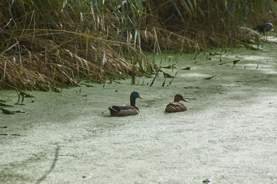 Ducks swimming in lake