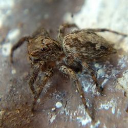 Close-up of spider