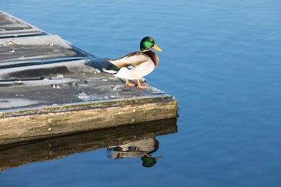 Close-up of duck