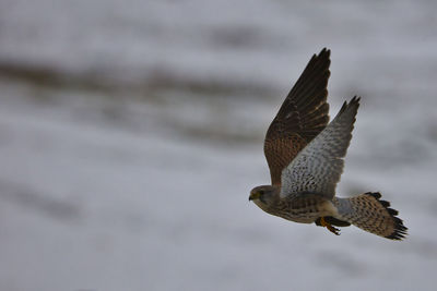 Close-up of seagull flying