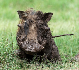 Close-up of a warthog on field