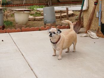 Portrait of dog standing in yard