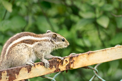 Close-up of squirrel on tree