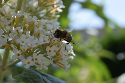 Close-up of bee pollinating on flower