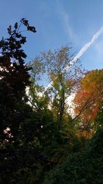 Trees against sky