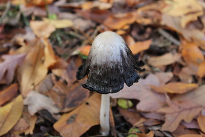 Close-up of mushroom
