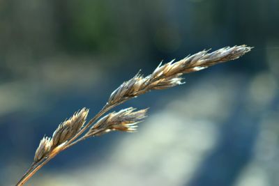 Close-up of wheat growing on field