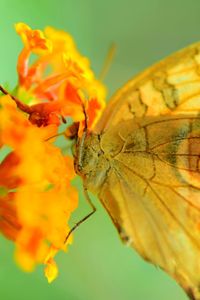 Close-up of butterfly pollinating on orange flower