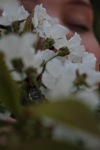 Close-up of white flowering plant