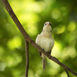 Close-up of bird perching on branch