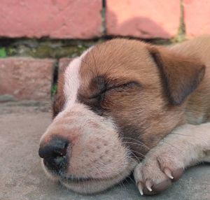 Close-up of dog