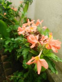 Close-up of flowers blooming outdoors