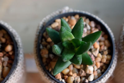 Close-up of potted plant