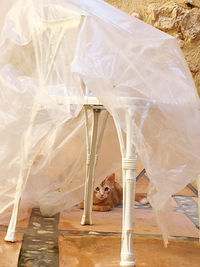 Close-up of plastic over chair by cat