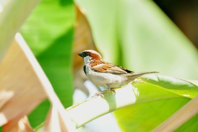 Close-up of bird perching on leaf