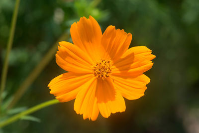 Close-up of yellow cosmos flower blooming outdoors