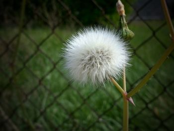Close-up of dandelion flower