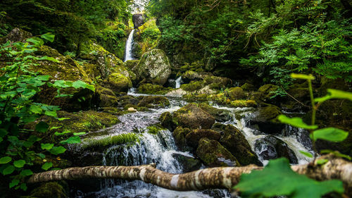 Scenic view of waterfall in forest