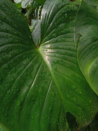 Close-up of raindrops on leaves