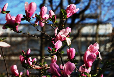 Close-up of pink bougainvillea blooming on tree