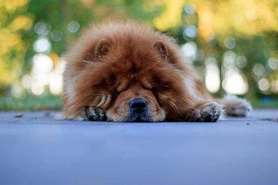 Close-up of dog looking away