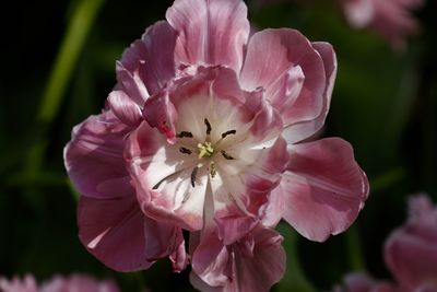 Close-up of pink flowers blooming outdoors